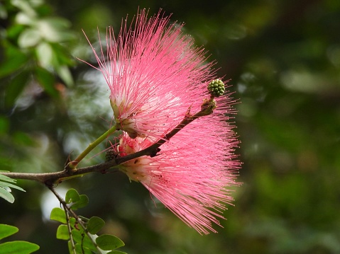 Red powder puff also known as:  Powder-puff tree and Powder puff bush