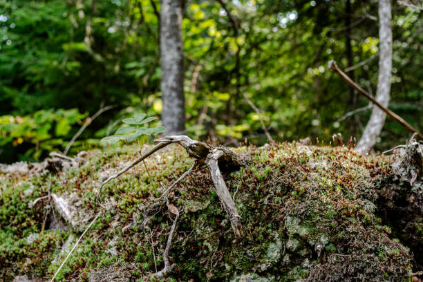 La Malbaie,  parks and wildlife reserves
