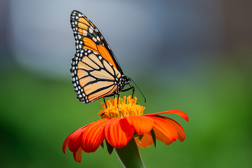 The monarch butterfly or simply monarch is a milkweed butterfly in the family Nymphalidae. Other common names, depending on region, include milkweed, common tiger, wanderer, and black-veined brown