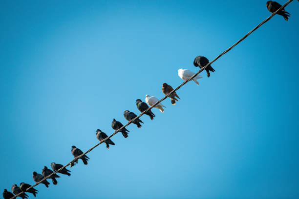 Pigeons resting together on a powerline