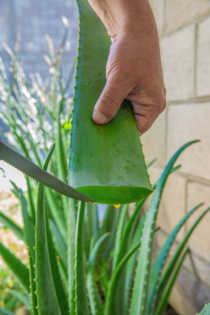 istock aloe vera in garden being cut 2013415010