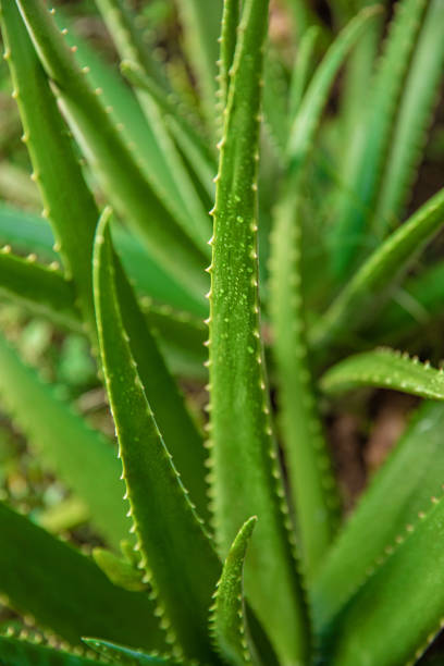 istock aloe vera in garden being cut 2013417626