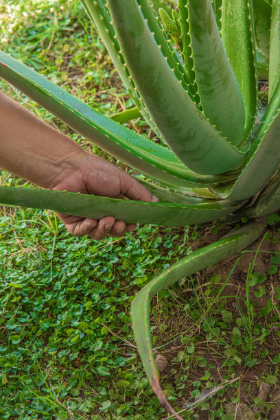 istock aloe vera in garden being cut 2013427740