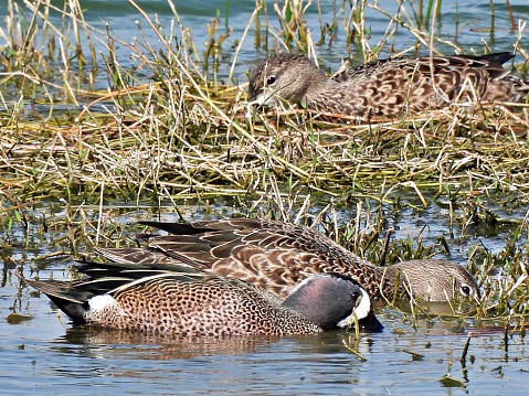 Blue-winged Teal Ducks- profile