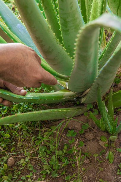 istock aloe vera in garden being cut 2013428274