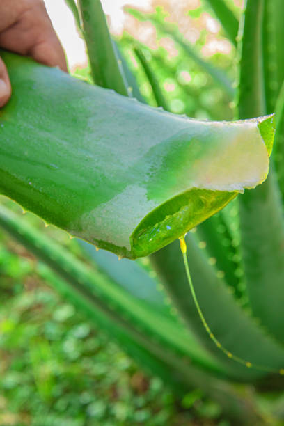 istock aloe vera in garden being cut 2013428275