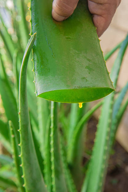 istock aloe vera in garden being cut 2013430074