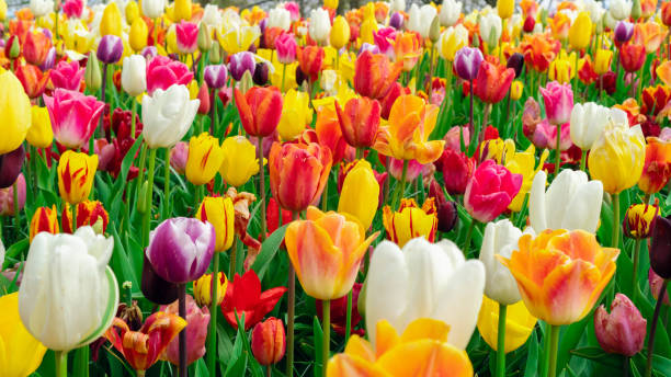 molti tulipani colorati primo piano nel giardino del parco keukenhof. sfondo floreale con fiori bulbosi primaverili. striscione del campo di tulipani colorati misti con spazio di copia. un'abbondanza di fiori multicolori. - spring tulip field flower foto e immagini stock