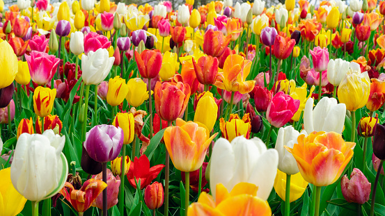 Many colorful tulips close-up in the garden of Keukenhof park. Floral background with spring bulbous flowers. Mixed colored tulips field banner with copy space. An abundance of multicolored flowers.