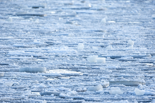 Fragments of melting ice with wet snow float on sea water, natural winter background photo with selective soft focus