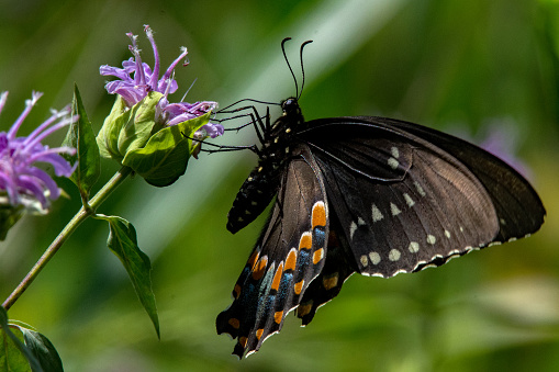 Butterflies - Pipevine Swallowtail Hangs on to Thistle Close-up