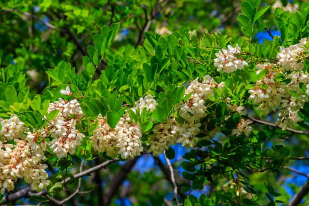 istock White acacia flowers closeup (Robinia pseudoacacia). Acacia tree bloom 2013437831