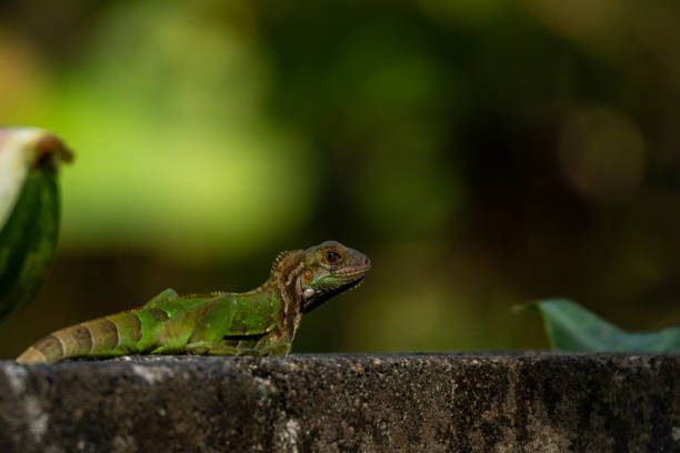 istock Lizard perching on the stone wall beside fresh produce 2013445744