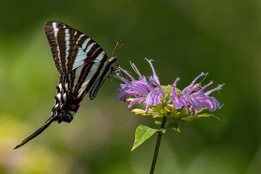 Butterflies - Zebra Swallowtail & Bee Balm Close-up