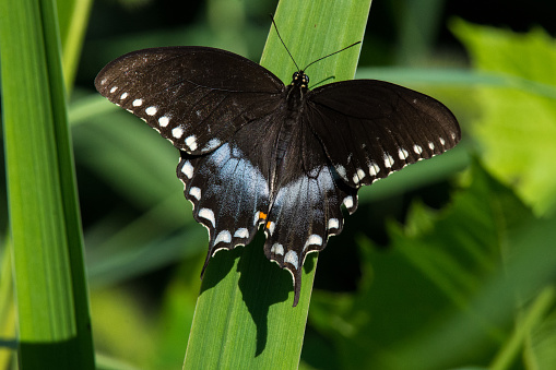 Butterflies - Spicebush Swallowtail on Narrow Green Leaf