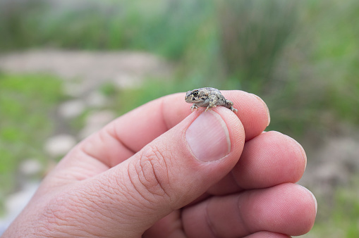 Funny picture with a toad on a little girl's hand in the outdoors. Large copy space in the background