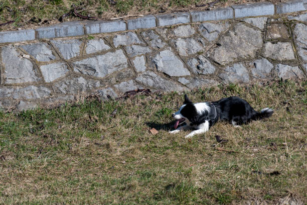 The dog playing with a baseball in the park, the dog trying to catch the thrown ball