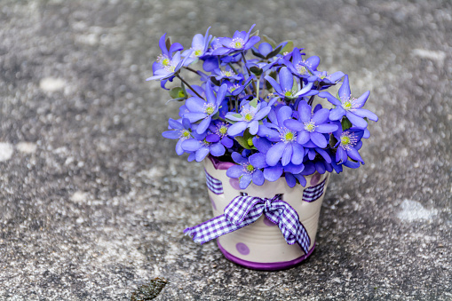 Blue Hepatica nobilis flowers