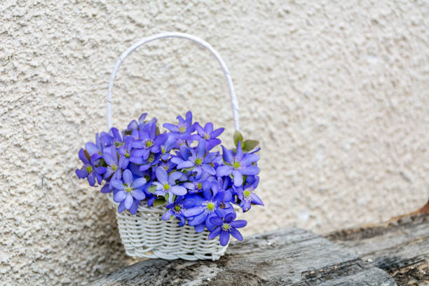 Blue Hepatica nobilis flowers