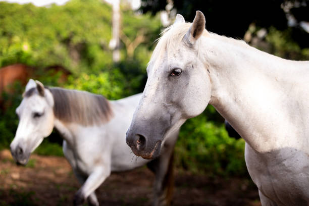 head of two white horses walking in the pasture