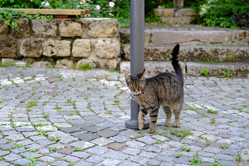 young cat of tabby color nestled against metal pole, concept of survival of maintenance of four-legged pets, abandoned animals in city, sterilization and treatment of cats, pet shelters