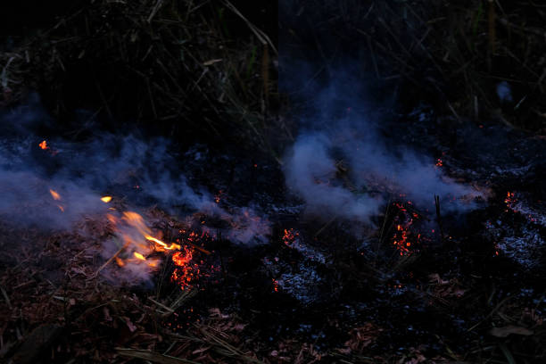 burning conflagration, burning ash, charred dry grass in forest, acrid gray smoke, wildfire, rural fire unplanned, uncontrolled and unpredictable fire in area combustible vegetation, harming nature conflagración ardiente, quema de cenizas, hierba seca carbonizada en el bosque, humo gris acre, incendio forestal, incendio rural incendio no planificado, incontrolado e impredecible en el área vegetación combustible, dañando la naturaleza