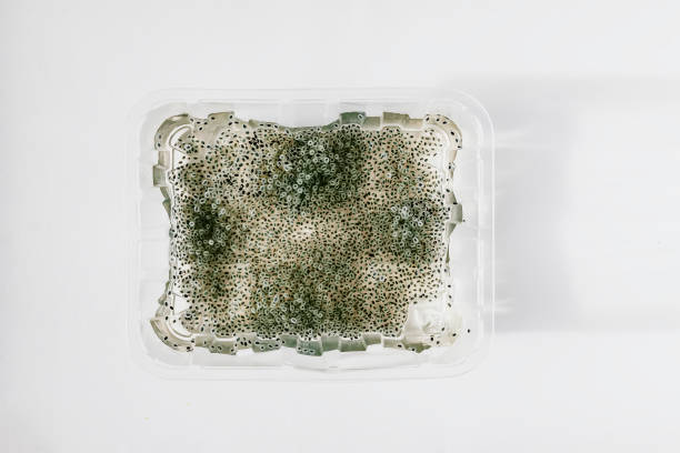 istock Germinated seeds in moist water. 2013495296
