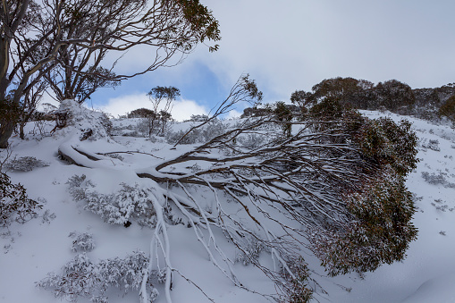 Snow Covered Trees at Kosciuszko National Park, NSW, Australia