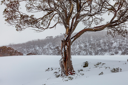 Lonely oak tree on a snowcovered field surrounded by forest