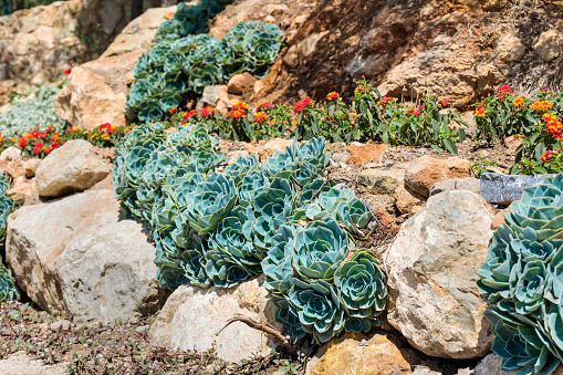 Many Succulent plants in a garden