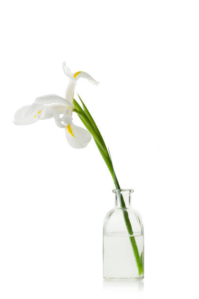 istock A white iris flower in a vase isolated on a white background 2013519305