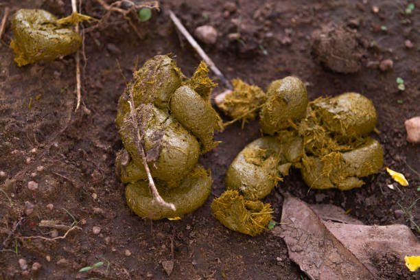 istock fresh horse feces 2013520382