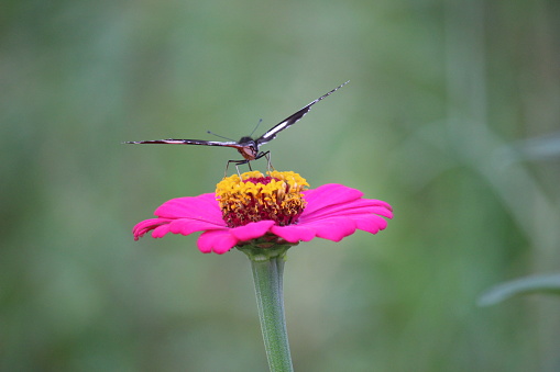 close up of a black and white butterfly sucking honey juice from a pink paper flower