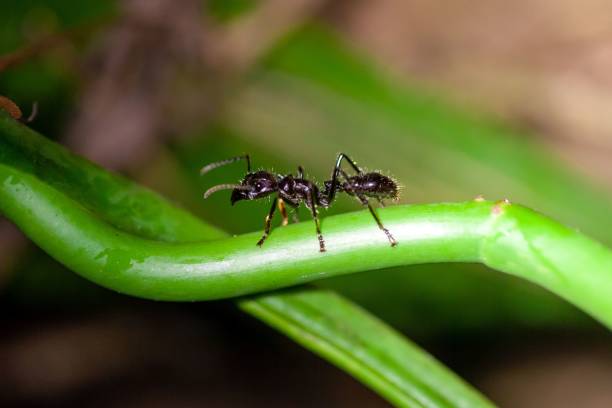 istock Bullet Ant, Paraponera clavata 2013558133