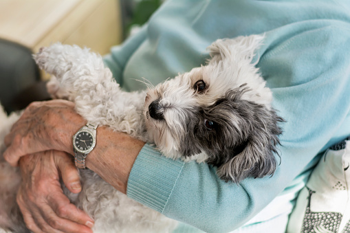 Happy senior woman hugging her havanese  pet dog at home