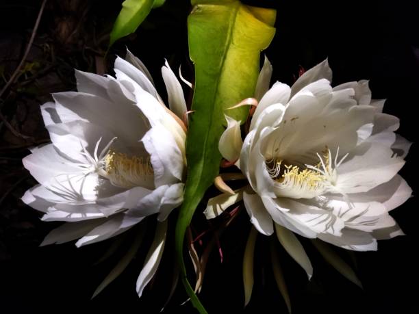 istock Close-up of a fully bloomed fandom with delicate petals 2013580795