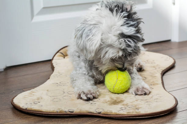 istock Dog playing with a ball  at home 2013585559