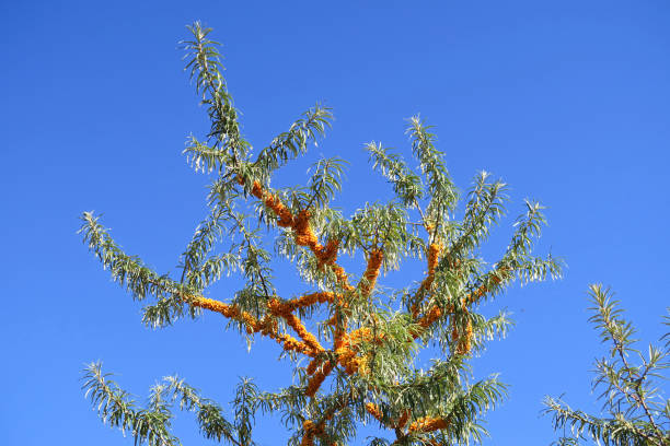 Sea buckthorn with fruits.