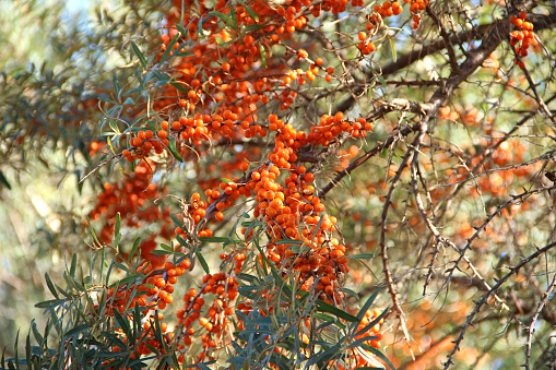 Sea buckthorn with fruits.