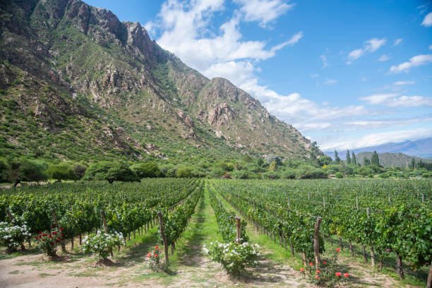 istock General view of a vineyard in summer 2013593619