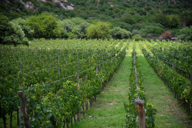 istock General view of a vineyard in summer 2013593623