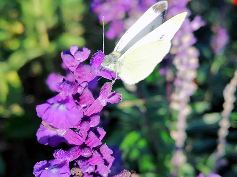 Close-up of beautiful white butterfly on violet salvia flower in the flower garden on a sunny day in summer