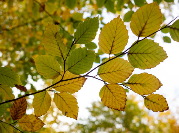 istock Autumn leaves in the forest 2013605908