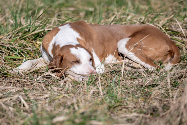 A brown stray dog ​​is lying on the grass and basking in the sun.