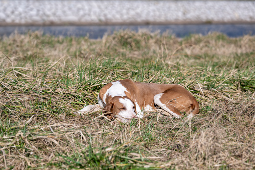 A brown stray dog ​​is lying on the grass and basking in the sun.