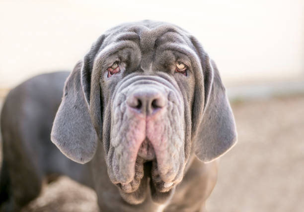 istock A Neapolitan Mastiff dog with ectropion 2013610128