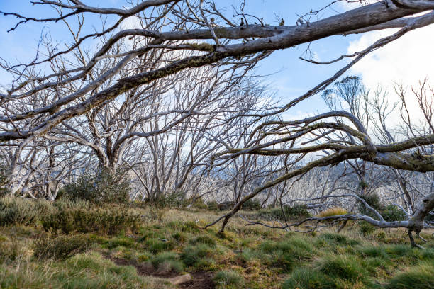 istock Kosciuszko National Park, NSW, Australia 2013623812
