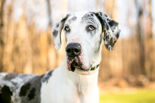 A Harlequin Great Dane dog with sectoral heterochromia in its eyes, one blue eye and one brown/blue eye