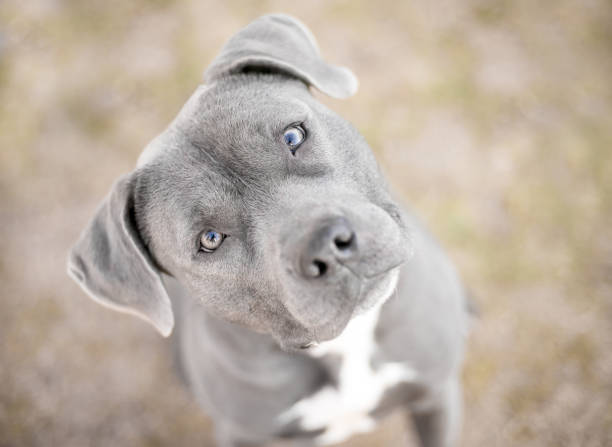 istock A Pit Bull Terrier mix dog looking up at the camera with a head tilt 2013624370