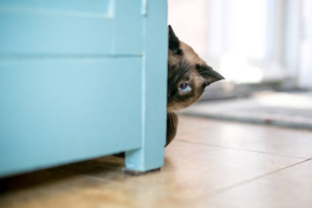istock A Siamese cat peeking around a cabinet 2013624371